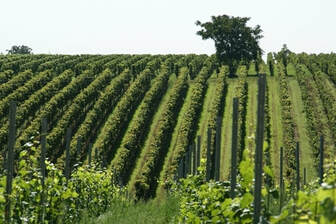 A picture of vineyards.